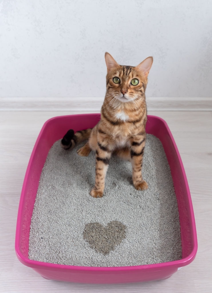 En este momento estás viendo ¿Cómo hacer para que un gato rescatado use la arenera?
